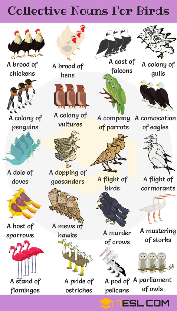 Collective Nouns For Birds